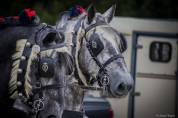 Percheron attelé/monté