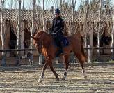 Dp cheval de sport 