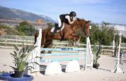 Dp cheval de sport 