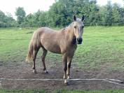 Jument poney sport loisir famille