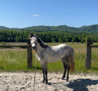 Entier Pfs 4 ans par Frenchcornet d’Odival