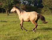Quarter Horse hongre 3 ans Buckskin
