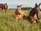 Quarter Horse hongre 3 ans Buckskin