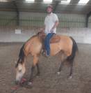 Quarter Horse hongre 3 ans Buckskin