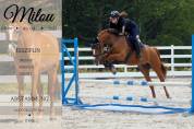 Splendida cavalla saltatrice in vendita