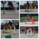 Hongre de 7ans - parfait jeune cavalier - moyens GP