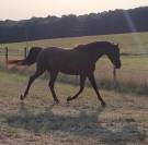 Hongre de 7ans - parfait jeune cavalier - moyens GP