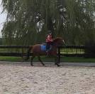 Hongre de 7ans - parfait jeune cavalier - moyens GP