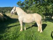 Magnifique jument boulonnais 