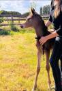 Poulain