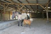 Pension chevaux et poneys - Vie et pâturage (Apremont - 85220)