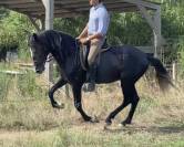 Cheval ibérique 