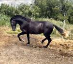 Cheval ibérique 