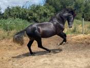 Cheval ibérique 