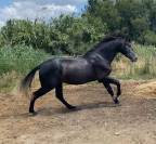 Cheval ibérique 