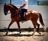 CABALLO ALAZAN CUATRALVO