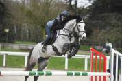 Jument de sport pour CSO et CCE