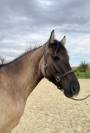 PFs hongre  grullo 3 ans taille E