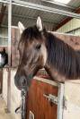PFs hongre  grullo 3 ans taille E