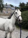 MI STAR DE TIJI Z