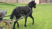 Poney C