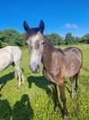 Poney loisirs 1 an