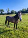 Poney loisirs 1 an
