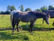 Poney loisirs 1 an