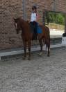 6 jarige dressuurruin met potentieel