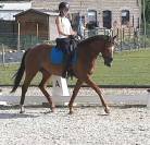 6 jarige dressuurruin met potentieel