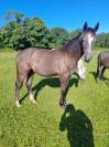 Cheval sport loisirs obstacle