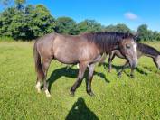 Cheval sport loisirs obstacle