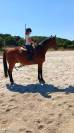 VEND CHEVAL SELLE FRANCAIS POUR BALLADES