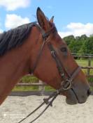 VEND CHEVAL SELLE FRANCAIS POUR BALLADES