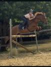 Poney de sport 