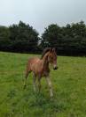 Foal mâle Welsh Cob