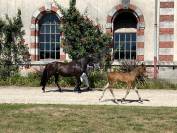 Foal mâle Welsh Cob