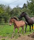 Foal mâle Welsh Cob