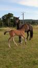 Foal mâle Welsh Cob