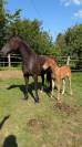 Foal mâle Welsh Cob