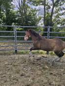 Male paint horse