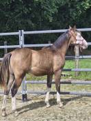 Male paint horse