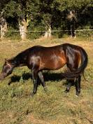 Black Diamond Lynx QH 2023