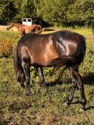 Black Diamond Lynx QH 2023