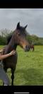 Ponette 