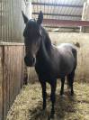 Ponette 