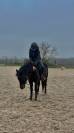 Ponette 