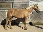 Futur Poney de Grand Prix 