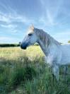 Superbe pouliche Barbe X Esp