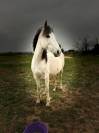 Superbe pouliche Barbe X Esp